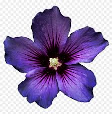 At artranked.com find thousands of paintings categorized into thousands of categories. Dark Purple Hibiscus Flower Clipart Clip Art Free Transparent Png Clipart Images Download