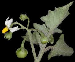 Image result for Solanum richardii