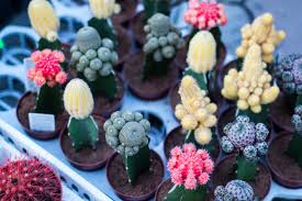 This is known as etiolation. How To Grow Cactus Plants èŽ¹723 Garden Manage Gfinger Es La App De Jardineria Mas Profesional