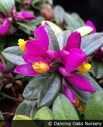 Image result for Polygala marensis