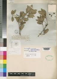 Image result for Elaeodendron croceum