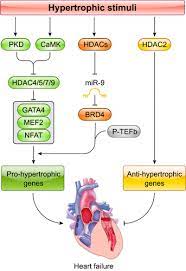 I encourage all healthcare providers involved in the management of hf in children and adults to adopt these recommendations in your practice. Role Of The Epigenome In Heart Failure Physiological Reviews