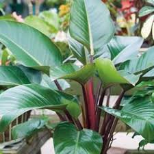 Philodendron Imperial Red Garden Express Fast Growing Evergreens Plants Tropical Garden