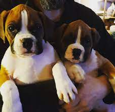 All registerable,dewormed, first shots and possible 7 boxer puppies born on feb 6, 2017 beautiful healthy pups , we have females and 6 fawn males. Boxer Puppies For Homes Home Facebook
