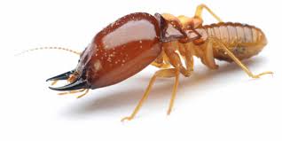 Can I Do My Own Termite Control Problem Solved Pest Control