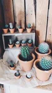 Duo bunga teman duet lucinta, ratna pandita. 72 Cactus Ideas Pasu Bunga Konkrit Hiasan Dalaman