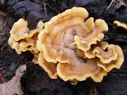 Image result for Craterostigma hirsutum