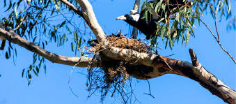 Try to keep an eye on the magpie, at the same time walking carefully away. Surviving Magpie Season Swooping Birds Lake Mac Family Life
