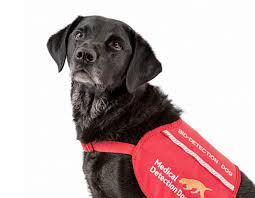 Prostate cancer signs & symptoms. Study Training Dogs To Detect Prostate Cancer Gets One Paw Closer To A Robotic Nose To Diagnose The Disease Including Most Lethal Form Prostate Cancer Foundation