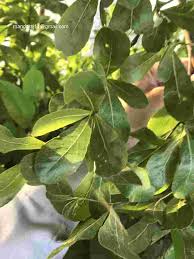 Image result for Terminalia neotaliala