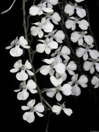 Image result for Aerangis kirkii