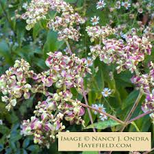 Image result for Polystachya villosa