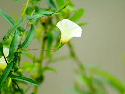 Image result for Ipomoea turbinata