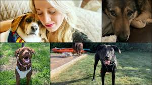 It's National Rescue Dog Day!