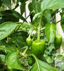 Get instant recommendations & trusted reviews! De Padron Hot Chile Pepper John Scheepers Kitchen Garden Seeds