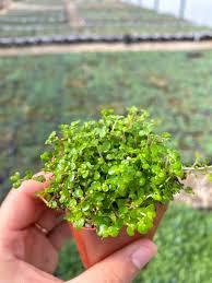 Image result for Soleirolia