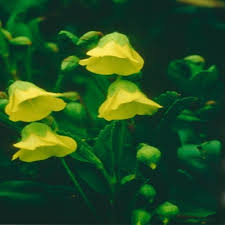 Image result for Hermannia floribunda