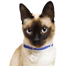 These cats have long, elongated, slender and muscular body with beautiful almond shaped deep blue eyes. Siamese Kittens For Sale Adoptapet Com
