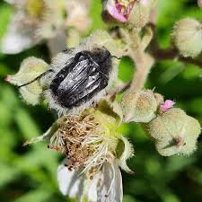 Image result for Tropinota hirta