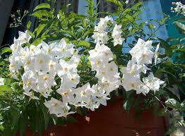 Vaso pianta con fiori bianchi. Piante Da Vaso Solanum Solanum Capsicastrum Solanum Crispum Solanum Jasminoides Solanum Pseudocapsicum Solanum Wendlandii