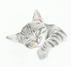 1001 Exemples Et Tutoriels Comment Dessiner Un Chat Comment Dessiner Un Chat Dessin Chat Facile Dessin De Chat Mignon