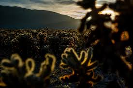 But at the same time, moonlight (which is sunlight that has that's not how sunlight works for vampires. Exploring Cholla Cactus Garden Joshua Tree Ca That Adventure Life