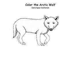 39+ arctic coloring pages for printing and coloring. Arctic Wolf Is Arctic Animals Coloring Page Kids Play Color