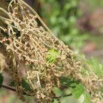 Image result for Dioscorea dregeana