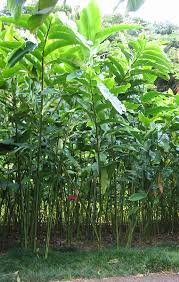 Image result for Etlingera