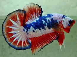 Halfmoon, halfmoon plakat, crowntail, plakat on facebook. Patriotic Plakat Koi Betta Betta Betta Fish