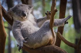 Image result for koala