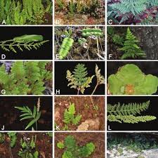 Image result for Mohria vestita