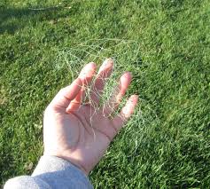 Once the grass seedlings are a couple inches tall, or have become root bound in the cell, it is time to plant outside. The Hot Flash Homestead The Bane Of My Freaking Existence