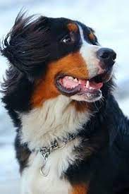 bernese mountain dog dogs mountain dogs natural dog