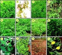 Image result for Corchorus schimperi