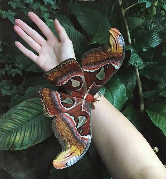 🔥 Attacus Atlas Moth : r/NatureIsFuckingLit