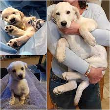 Buffalo pug and small breed rescue: Pets For Adoption At Az Small Dog Rescue In Phoenix Az Petfinder