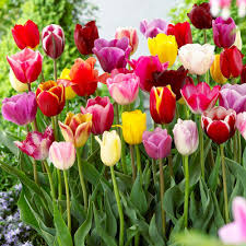 10 gambar bunga tulip ini merupakan kumpulan gambar bunga tulip yang berhasil selain 10 gambar bunga tulip ini juga, artikel ini menjelaskan tentang bunga tulip, untuk penjelasannya. Gambar Bunga Tulip Pickini
