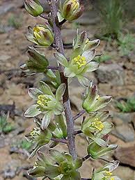 Image result for Eriospermaceae