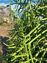 Image result for Euphorbia tirucalli