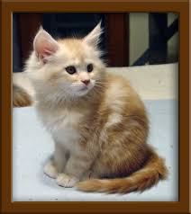 Three beautiful kittens eating and drinking on there own now i have two. Lapcats Maine Coon Cats And Kittens For Sale Kansas