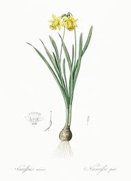 Lesser Wild Daffodil Illustration From Les Liliacees 1805 By Pierre Joseph Redoute 1759 1840 Digitally E Flower Illustration Daffodils Daffodil Photography