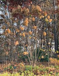 Limelight hydrangea bush in winter. Do I Prune My Hydrangeas In The Fall Hyannis Country Garden