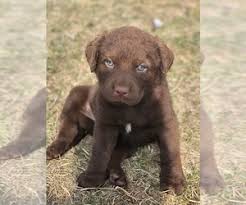 Both parents have the most amazing temperaments as well as excellent. View Ad Chesapeake Bay Retriever Puppy For Sale Near Colorado Greeley Usa Adn 214308