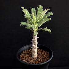 Image result for Monadenium torrei