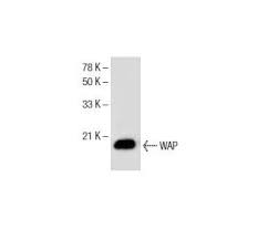 Insulin antibodies given into the cns increase feeding and body weight117,173, and animals lacking neuronal insulin receptors have higher serum insulin levels, mild insulin insulin resistance, due to rapid clearance of injected insulin which forms large immune complexes with polyclonal antibodies. Wap Antibody C 10 Scbt Santa Cruz Biotechnology