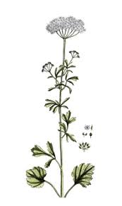 Image result for Pimpinella