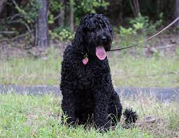 We did not find results for: Giant Schnoodle Giant Schnauzer Poodle Mix Info Pics Facts Doggie Designer