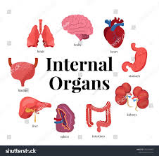Internal Organs Flat Vector Illustrations Set Brain Heart Stomach And Kidneys Body Anatomy Biology Educational Vector Illustration Body Anatomy Human Icon