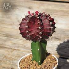 Instructions on how to graft a cactus. Grafted Cactus Purple Moon Cactus Fickle Prickles Grafted Cactus Grafting Cactus